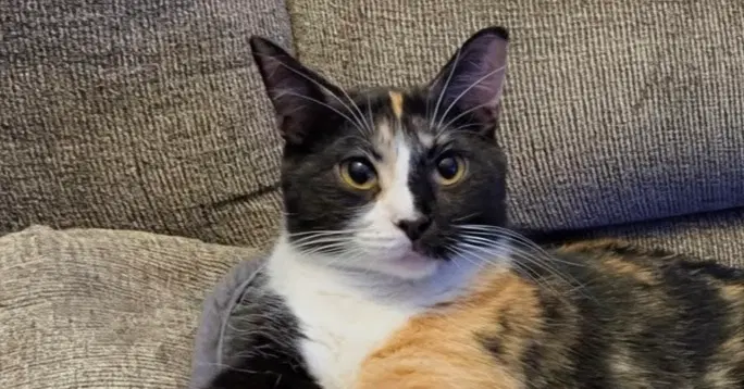 Cali Dg - Calico
