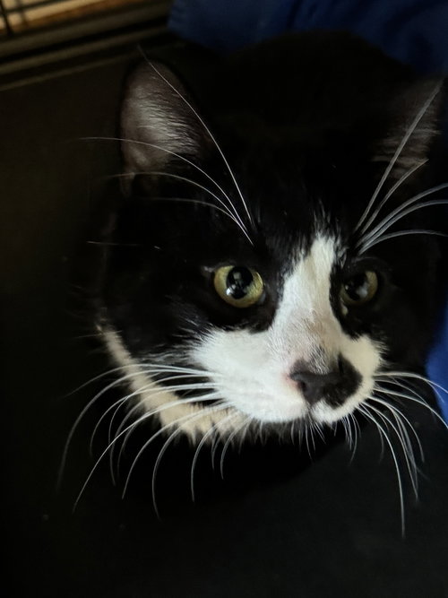 Tux, an adoptable Domestic Short Hair in O'Fallon, MO