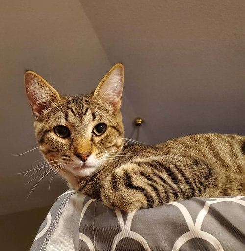 Biscuit, an adoptable Domestic Short Hair in O'Fallon, MO