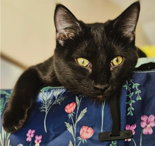 Molasses, an adoptable Domestic Short Hair in O'Fallon, MO
