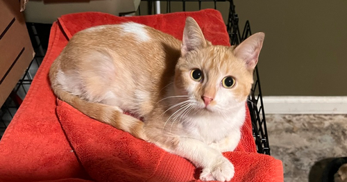 Rosie, an adoptable Domestic Short Hair in O'Fallon, MO