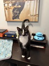 Sylvester - Photo 1