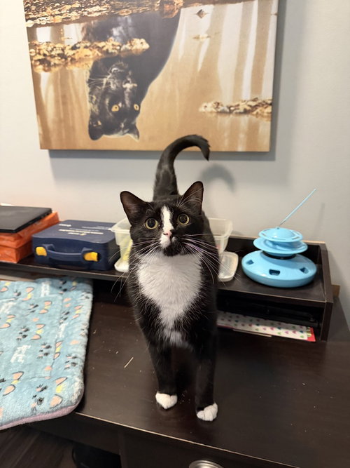 Sylvester, Adult Domestic Short Hair / Mixed (short coat), cat for adoption in St. Peters, Missouri