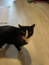 Sylvester - Photo 2