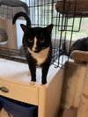 Sylvester - Photo 3