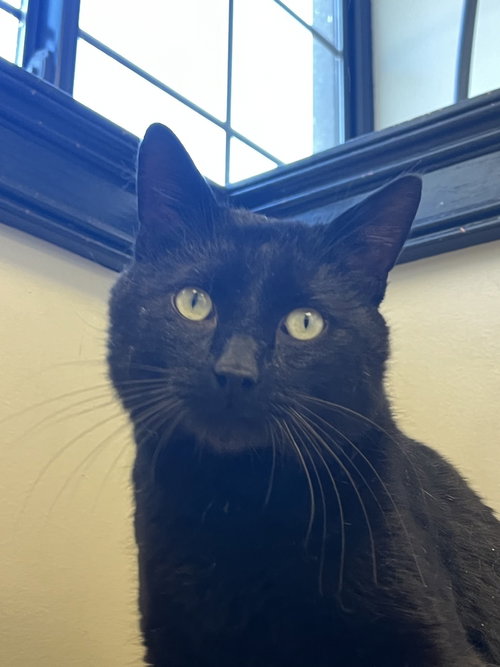 Bill Murray, an adoptable Domestic Short Hair in O'Fallon, MO