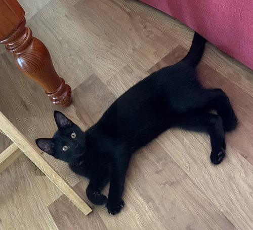 Green olive, an adoptable Domestic Short Hair in O'Fallon, MO