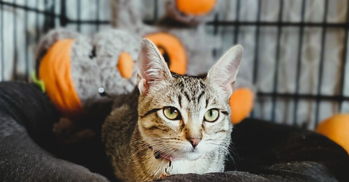 picture of the cat needing adoption