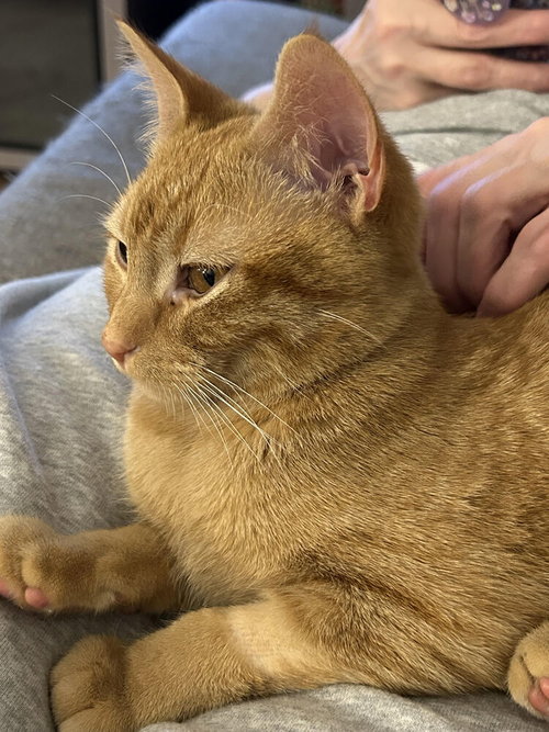 Harry 14605ki, Baby Domestic Short Hair / Domestic Short Hair / Mixed (short coat), cat for adoption in St. Peters, Missouri