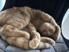 Harry 14605ki - Photo 2