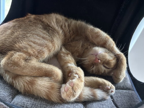 HARRY 14605KI - Domestic Short Hair / Domestic Short Hair available for adoption