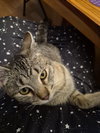 Trixie - Photo 1