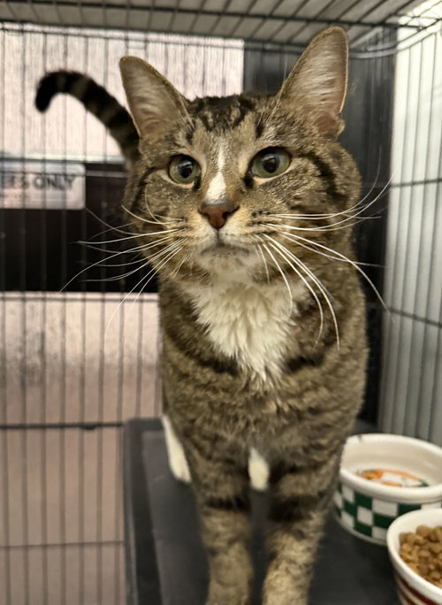 Rigel, Young Domestic Short Hair (short coat), cat for adoption in St. Peters, Missouri
