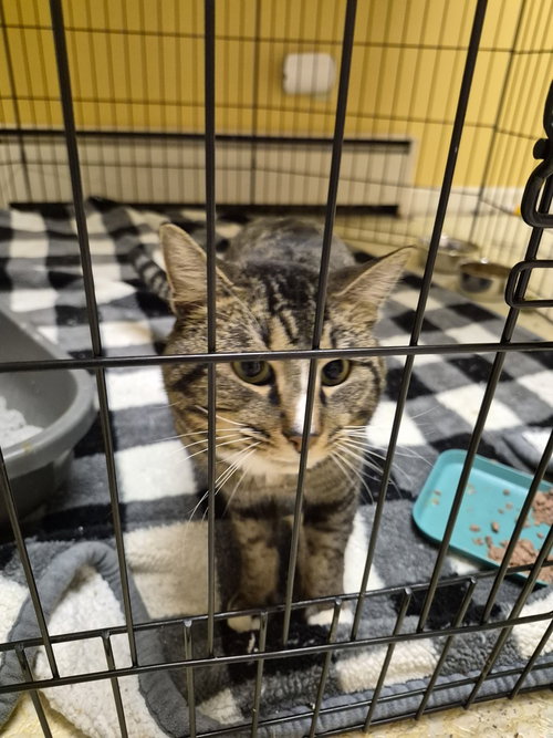 RIGEL - Domestic Short Hair available for adoption