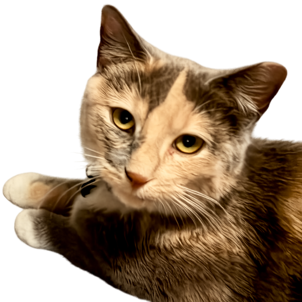 Lizzie Image