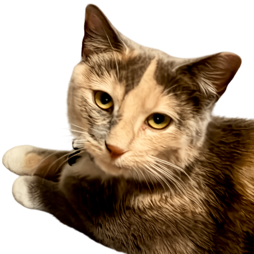 LIZZIE - American Shorthair / Calico available for adoption