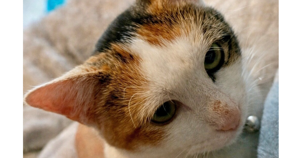 Dottie Image