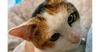 Dottie - Photo 1