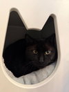 Miss Kitty - Photo 1