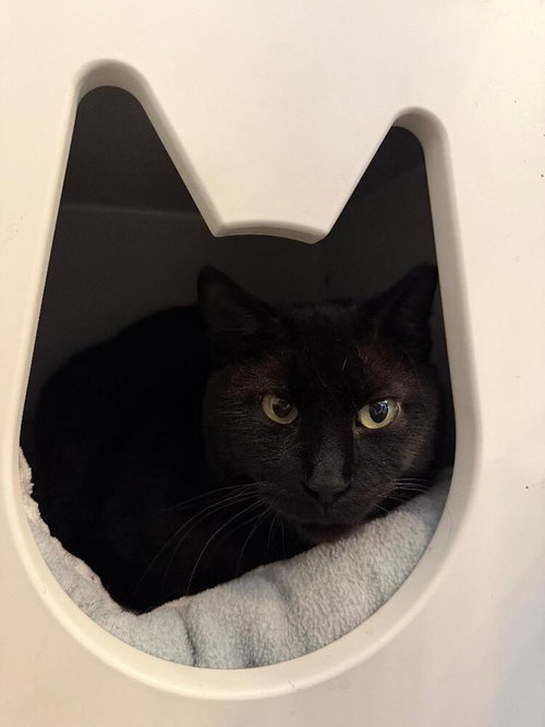 Miss Kitty, Adult Domestic Short Hair / Mixed (short coat), cat for adoption in St. Peters, Missouri
