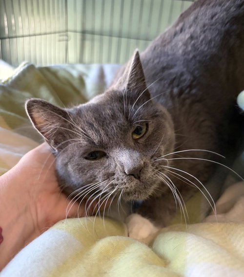 LLOYD - Domestic Short Hair available for adoption