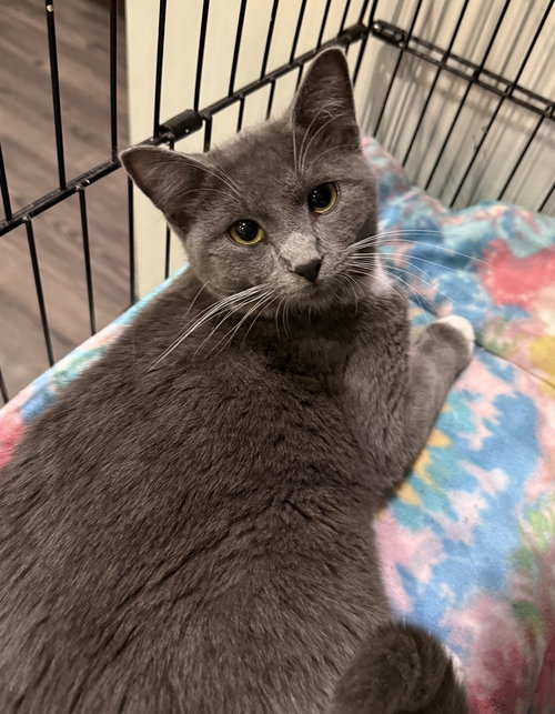 HARRY - Domestic Short Hair available for adoption