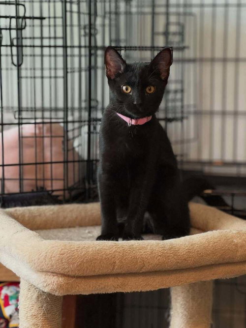 Sausage, Baby Domestic Short Hair (short coat), cat for adoption in St. Peters, Missouri