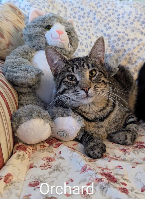 ORCHARD #14373DG - Domestic Short Hair / Domestic Short Hair available for adoption