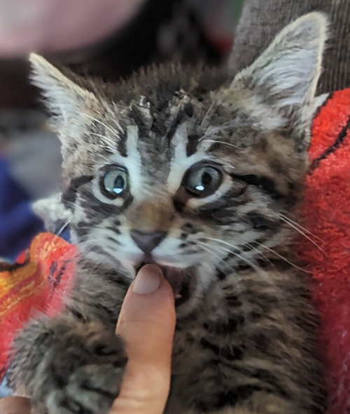 Clover #14372DG, Domestic Short Hair / Domestic Short Hair / Mixed, cat for adoption in St. Peters, Missouri
