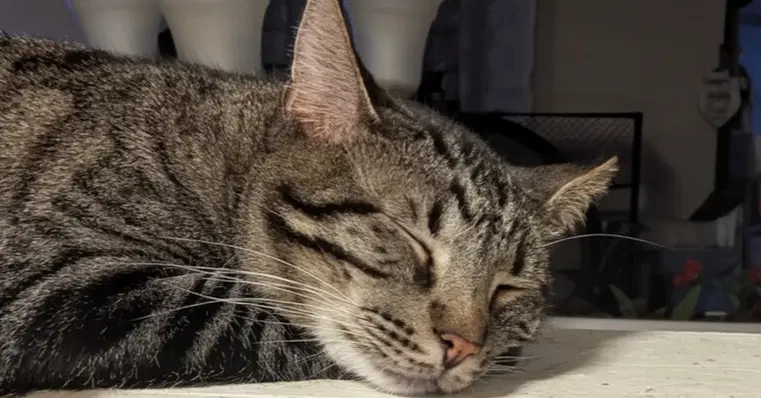 Clover Dg - Domestic Short Hair