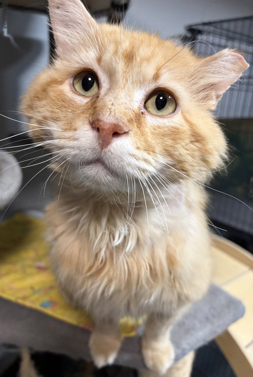 Humphrey, an adoptable Domestic Short Hair in O'Fallon, MO