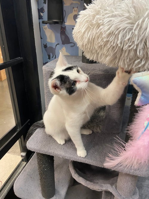 Mistletoe, an adoptable Domestic Short Hair in O'Fallon, MO