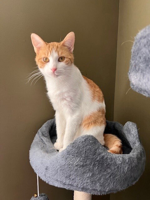 Zinc, an adoptable Domestic Short Hair in O'Fallon, MO