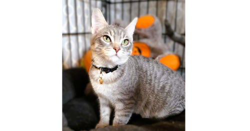 Esme, an adoptable Domestic Short Hair in O'Fallon, MO