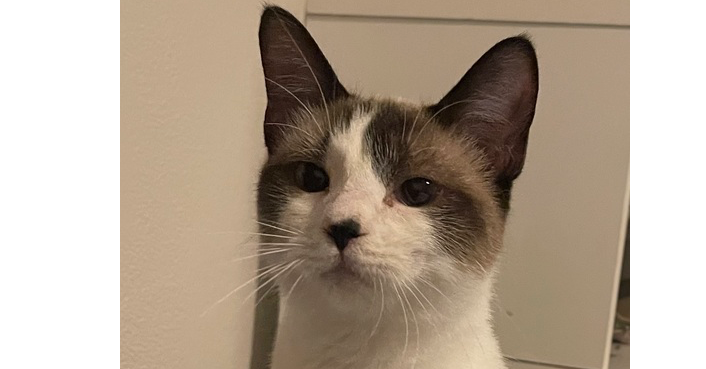 Suda (bonded with Mali)