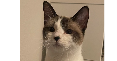 Suda (bonded with Mali), an adoptable Siamese in O'Fallon, MO