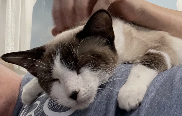 Suda (bonded with Mali)