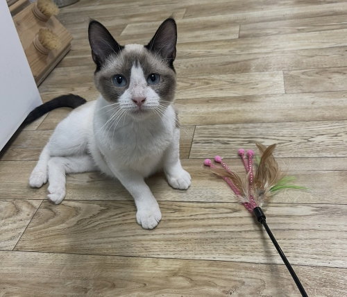 Mali (bonded with Suda), an adoptable Siamese in O'Fallon, MO