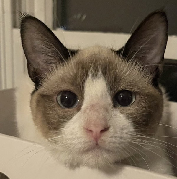 Mali (bonded with Suda)