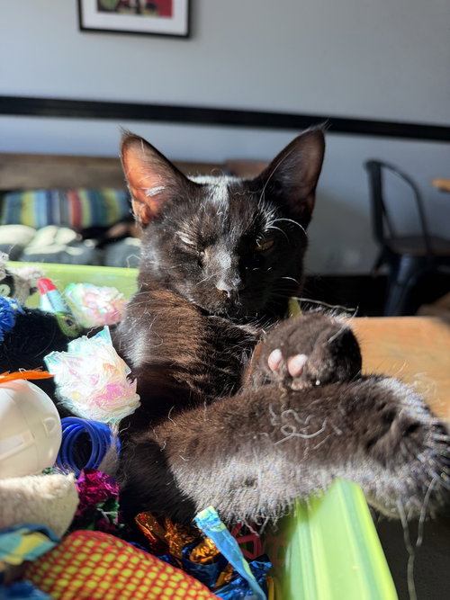 Beef, Baby Domestic Short Hair (short coat), cat for adoption in Chesterfield, Missouri