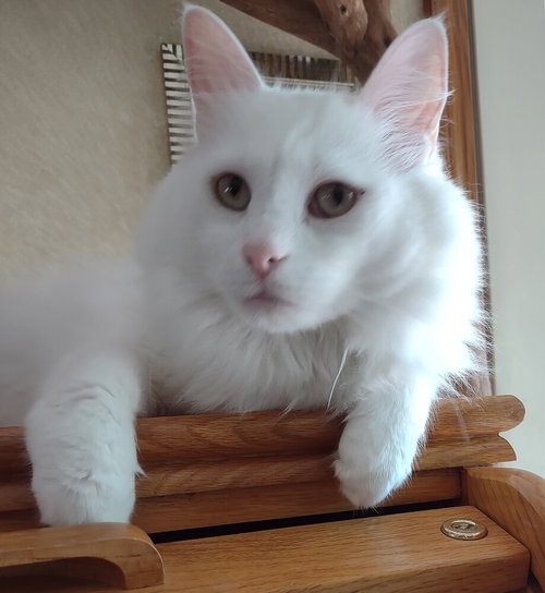 Casper