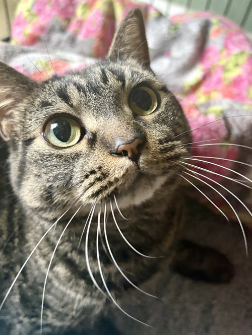 Ari