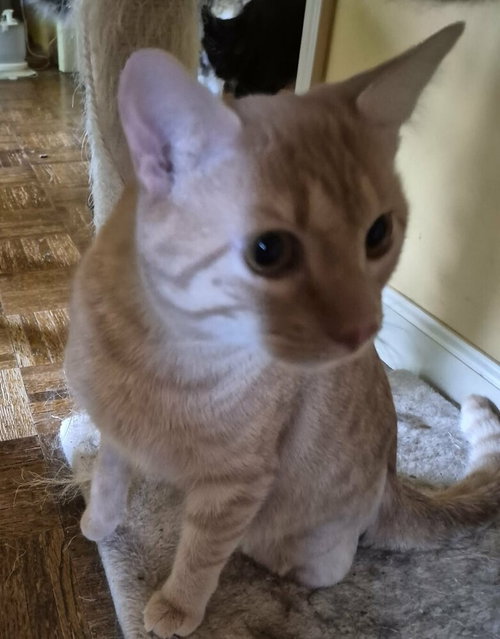 Forrest Stump, Adult Domestic Short Hair (short coat), cat for adoption in Belleville, Illinois