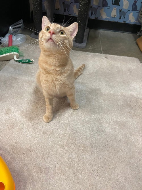 Forrest Stump, Adult Domestic Short Hair (short coat), cat for adoption in Chesterfield, Missouri