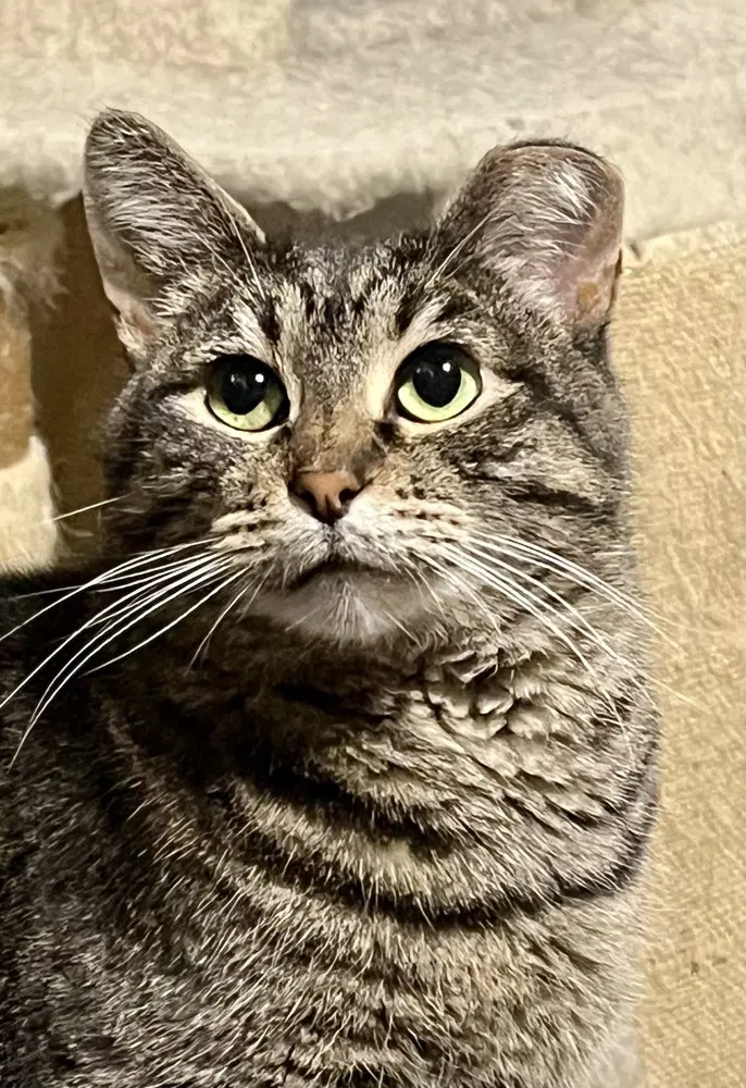 Haley - Domestic Short Hair