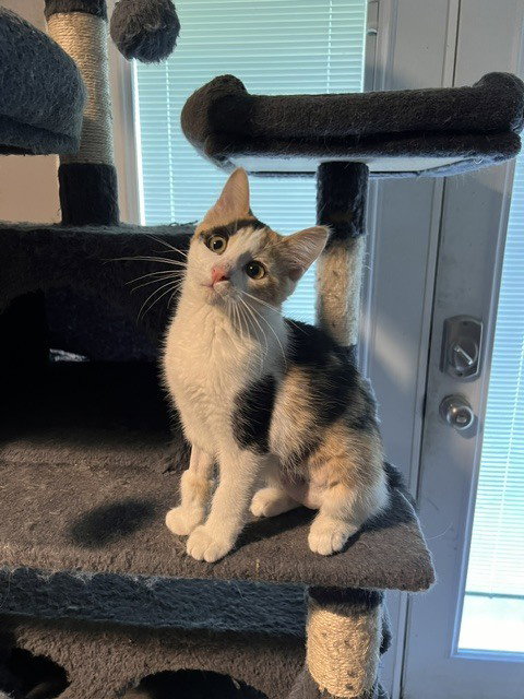 Holly, Baby Domestic Short Hair (short coat), cat for adoption in Chesterfield, Missouri