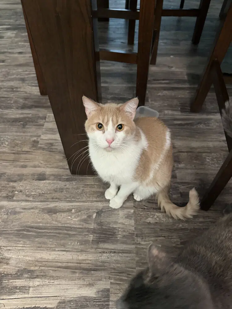 Rusty - Domestic Short Hair