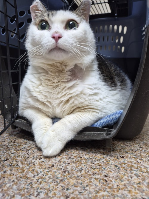 Hypatia