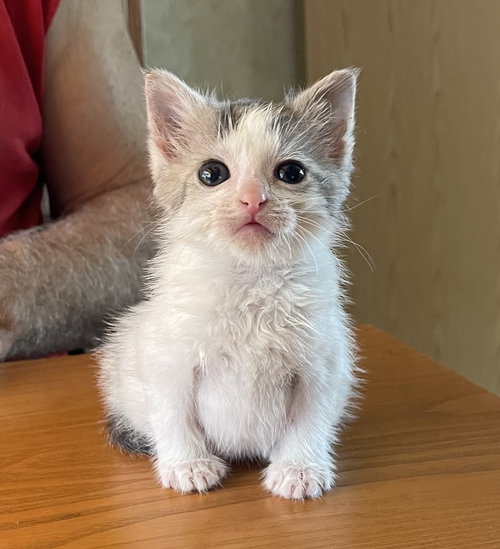 Johnny Levi, American Shorthair (short coat), cat for adoption in Chesterfield, Missouri