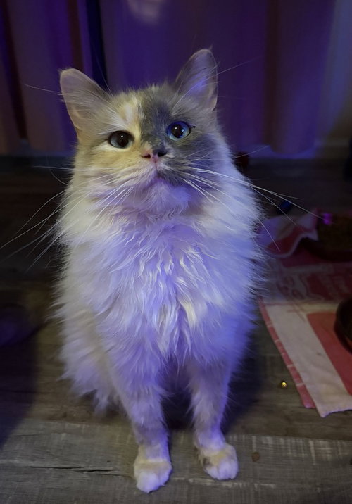 Iris